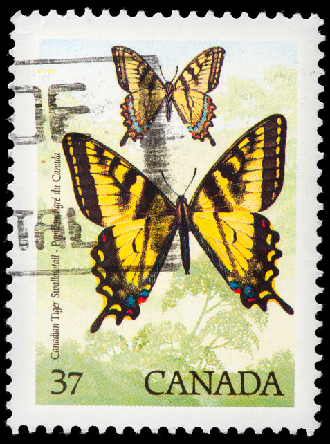 Butterfly Vintage Postage Stamp